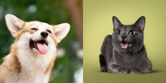 OCT-A-1-PETS-tips-for-healthy-happy-pets cat & dog smiling