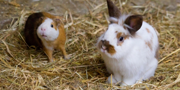 guinea pig and rabbit