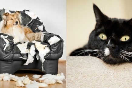 OCT-A-3-PETS-is-your-pet-bored dog on settee and cat hiding