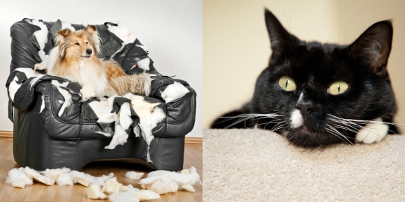 dog on settee and cat hiding