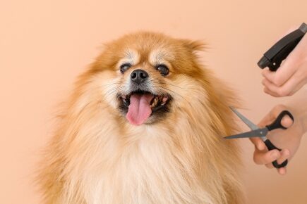 fluffy dog being groomed