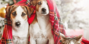 Two dogs and a cat under a tartan blanket in front of a Christmas tree