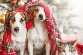 i3knbzuqlzac6hsjzsx9.png Two dogs and a cat under a tartan blanket in front of a Christmas tree