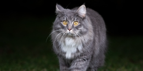 Cat walking at night