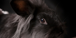 qss7ugf9jjfdqw1uzsgb.png Black long-haired rabbit