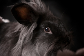 qss7ugf9jjfdqw1uzsgb.png Black long-haired rabbit