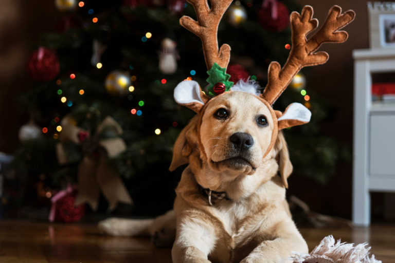 xmA