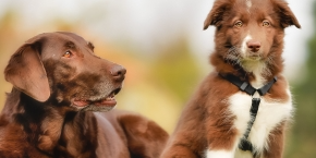 Adult brown dog and a puppy