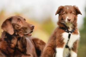 Adult brown dog and a puppy