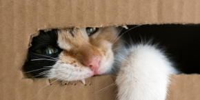 rclnf78oioagf1twwabl.png Cat with paw and face poking out of a cut-out on a cardboard box