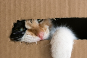 Cat with paw and face poking out of a cut-out on a cardboard box