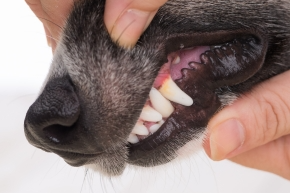 nppzxtjroyegdiuc7pcm.png Dog’s teeth showing a bit of plaque