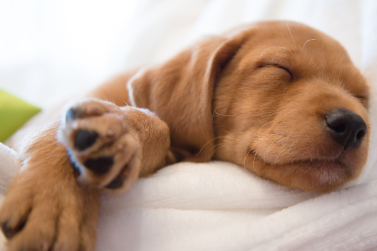 puppy