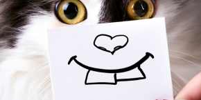 A cartoon drawing of a cat’s nose and teeth held in front of a cat’s face