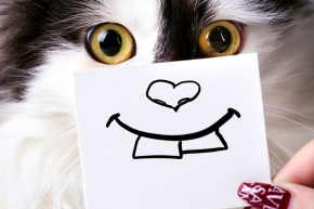 yyyuxqsz6rbnagsbvimn.png A cartoon drawing of a cat’s nose and teeth held in front of a cat’s face