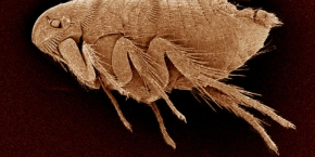 A flea