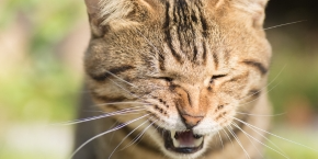 Cat sneezing
