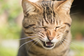 ksij2twznpt91c05tpmu.png Cat sneezing