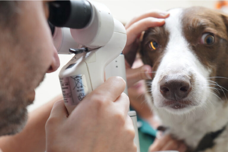 ophthalmology-milton-keynes-vets