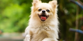 vp43jcmx9ymbrmmxmqcw.png Dog sitting on their hind legs