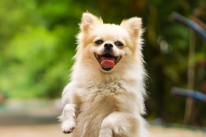 vp43jcmx9ymbrmmxmqcw.png Dog sitting on their hind legs