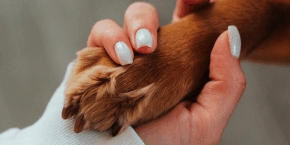 A dog's paw in a person's hand