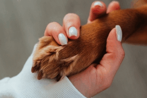 mxnegvgmezmxgbem0rst.png A dog's paw in a person's hand