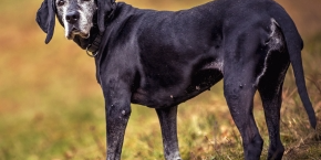 nido4fd5lmupcqwt5ktc.png Old black dog with white face walking on grass
