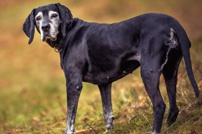 nido4fd5lmupcqwt5ktc.png Old black dog with white face walking on grass