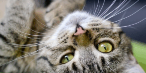 Cat lying upside down