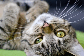 usonnqhrhnec1dyweua4.png Cat lying upside down