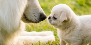 yen2gbsnqyej5fg3efbb.png Adult dog and a puppy face to face