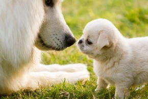 yen2gbsnqyej5fg3efbb.png Adult dog and a puppy face to face