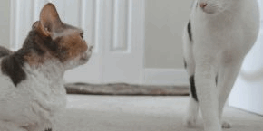 jwst4krj4c7qtirhpxxf.png One cat tip-toeing around another in a hallway