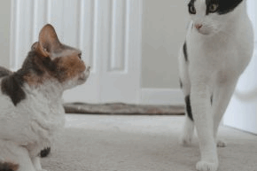 jwst4krj4c7qtirhpxxf.png One cat tip-toeing around another in a hallway