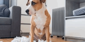 oero6m15912x9o8oplso.png Dog surrounded by stuffing pieces from soft furnishings