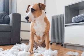 oero6m15912x9o8oplso.png Dog surrounded by stuffing pieces from soft furnishings