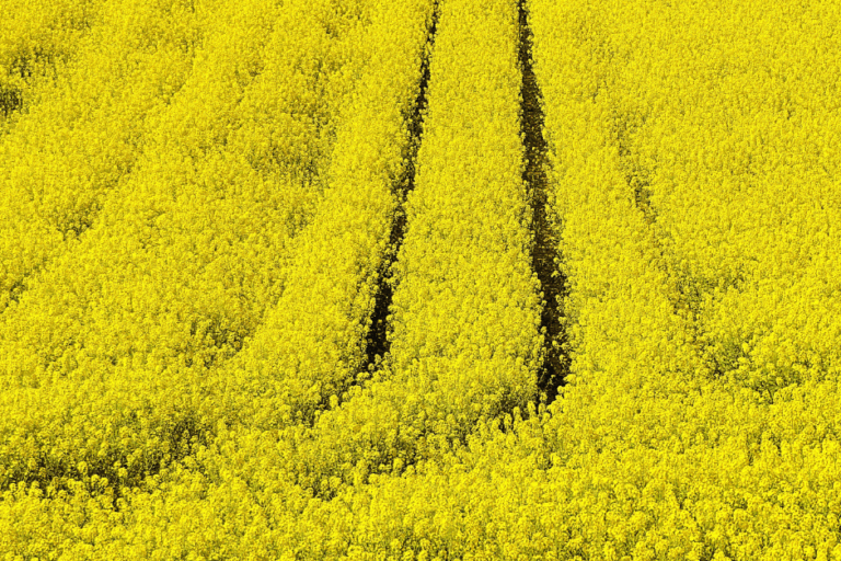 rapeseed