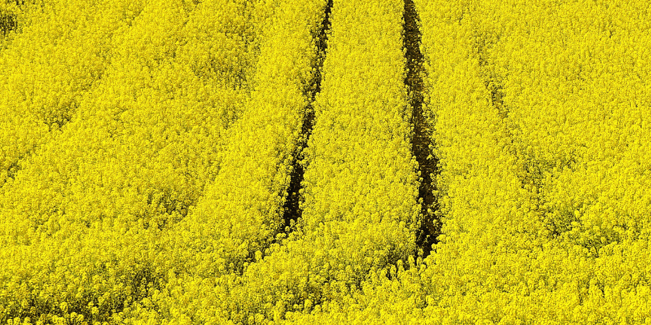 rapeseed