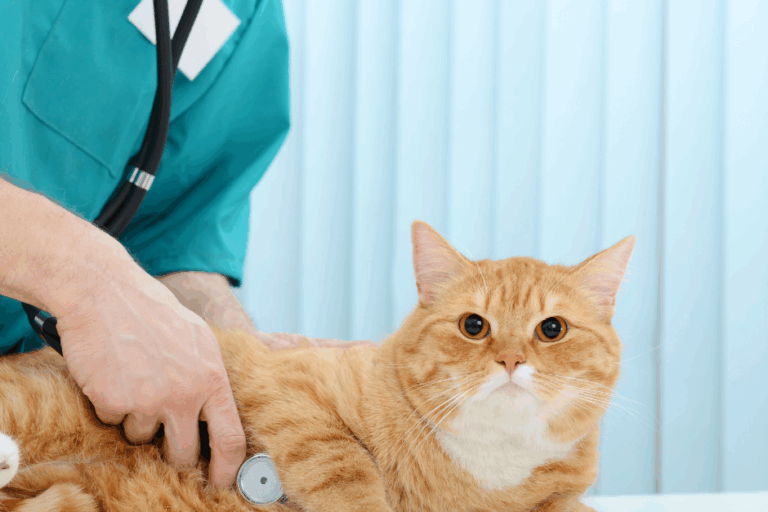 vet nurse cat