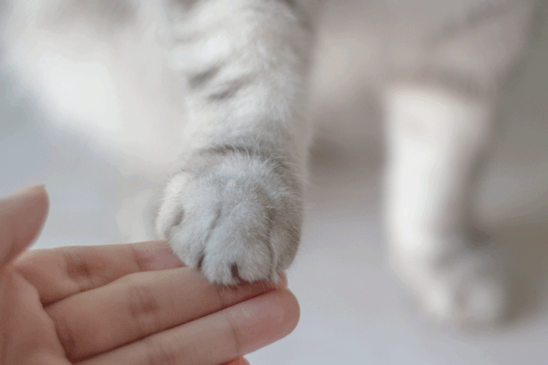 vet nurse paw