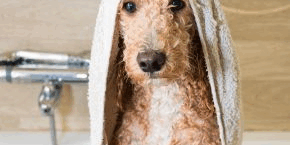 Dog wrapped in a towel with a bath in the background
