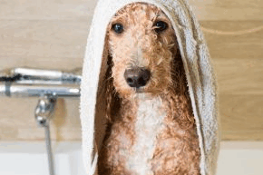 y6bpxj5xp3rbmulm0htj.png Dog wrapped in a towel with a bath in the background