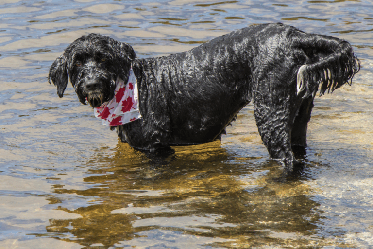 dog lake