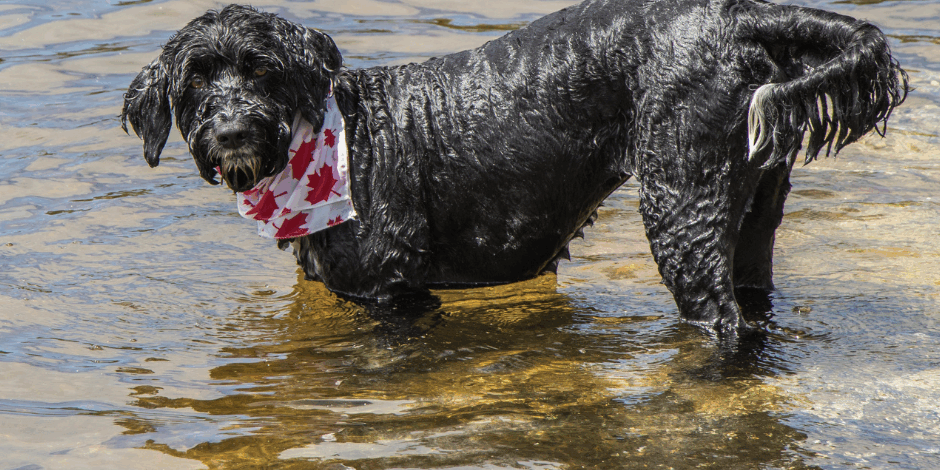 dog lake