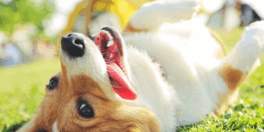 Dog lying on their back on grass with a yellow tent in the background