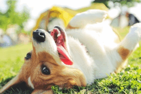 jqkdwhdptmzj8icrijye.png Dog lying on their back on grass with a yellow tent in the background