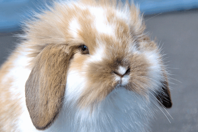 rabbit (1)