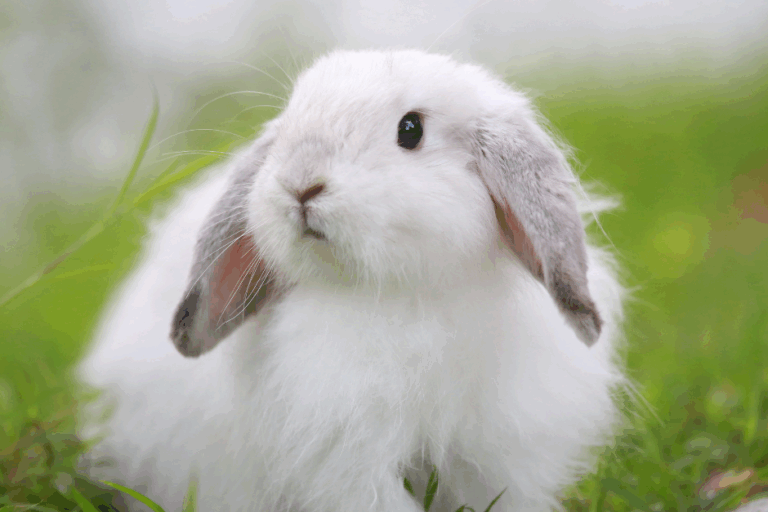 rabbit