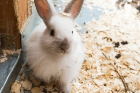 rk9xlqgjsk96qzax0z2t.png White rabbit on a stone floor surrounded by wood chippings